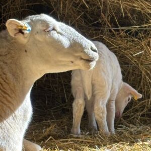 img 20250927 wa0028 img 20250927 wa0028