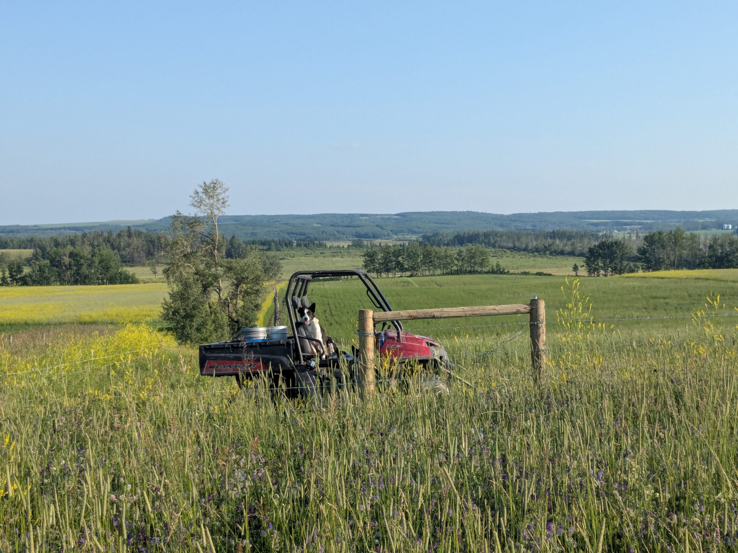 Scenic picture of dog at side-by-side