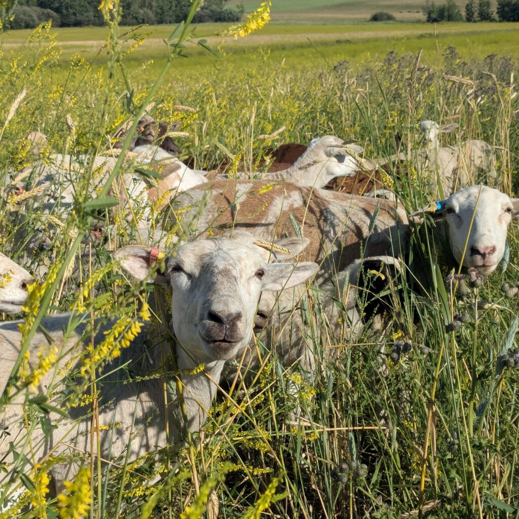 pxl 20250726 002114555 pxl 20250726 002114555